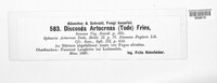 Discosia artocreas image